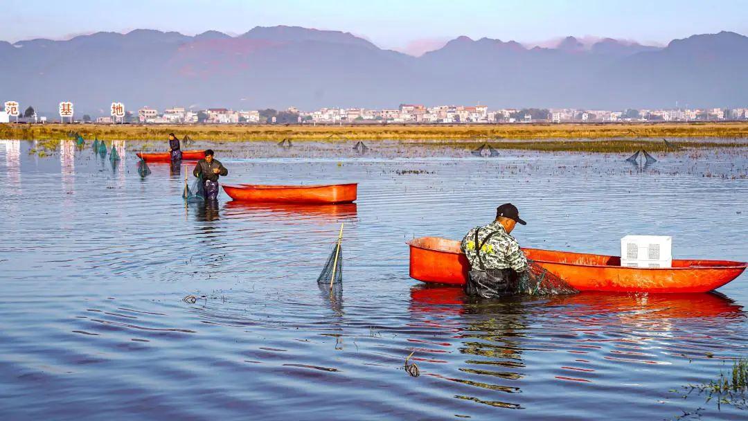 江西黄金富硒茶（江西黄金茶富硒产地）-硒宝网