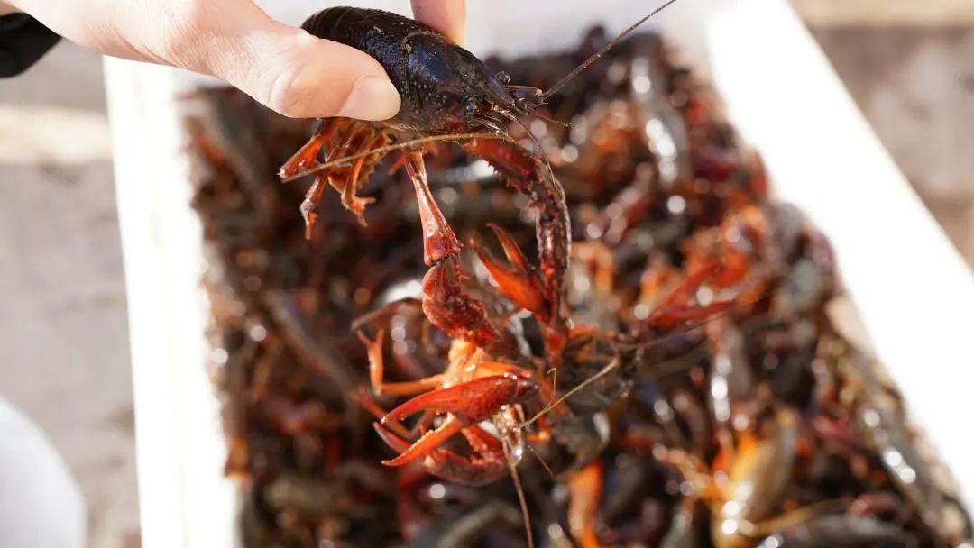 江西黄金富硒茶（江西黄金茶富硒产地）-硒宝网