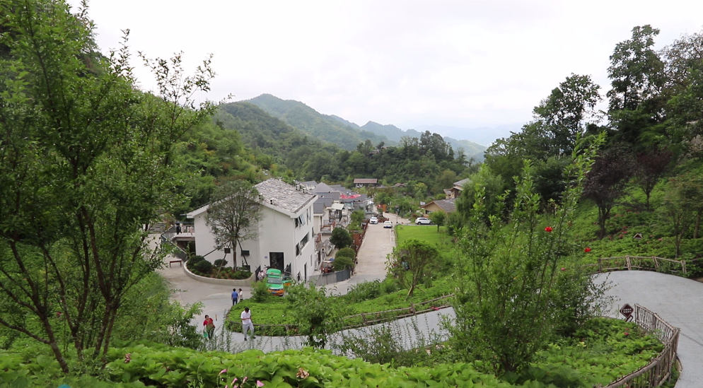 紫阳富硒茶直播（紫阳富硒茶视频）-硒宝网