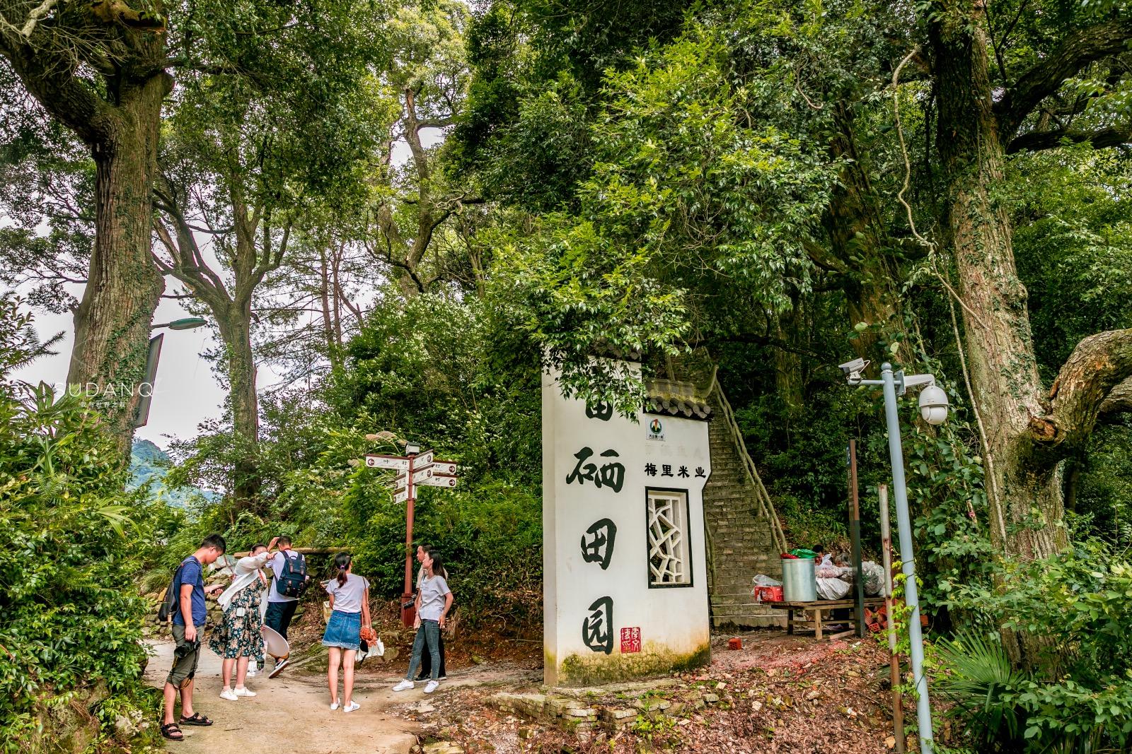 安徽野生富硒茶(安徽富硒野茶多少钱一斤)-硒宝网