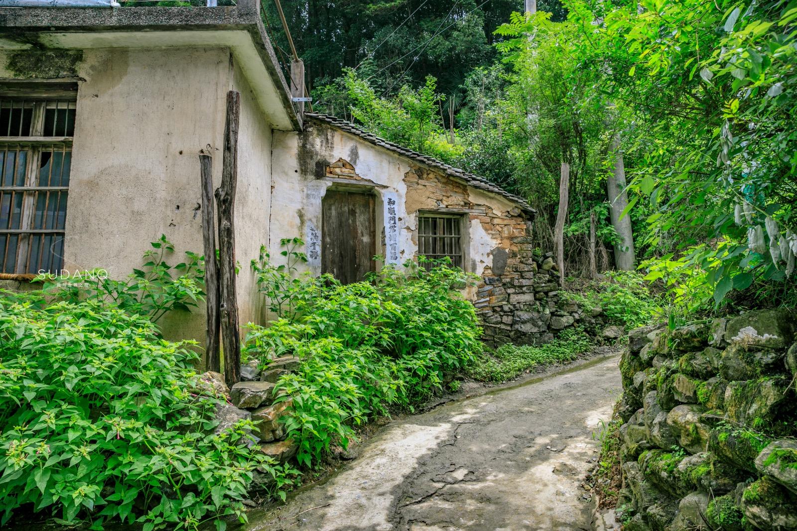 安徽野生富硒茶(安徽富硒野茶多少钱一斤)-硒宝网