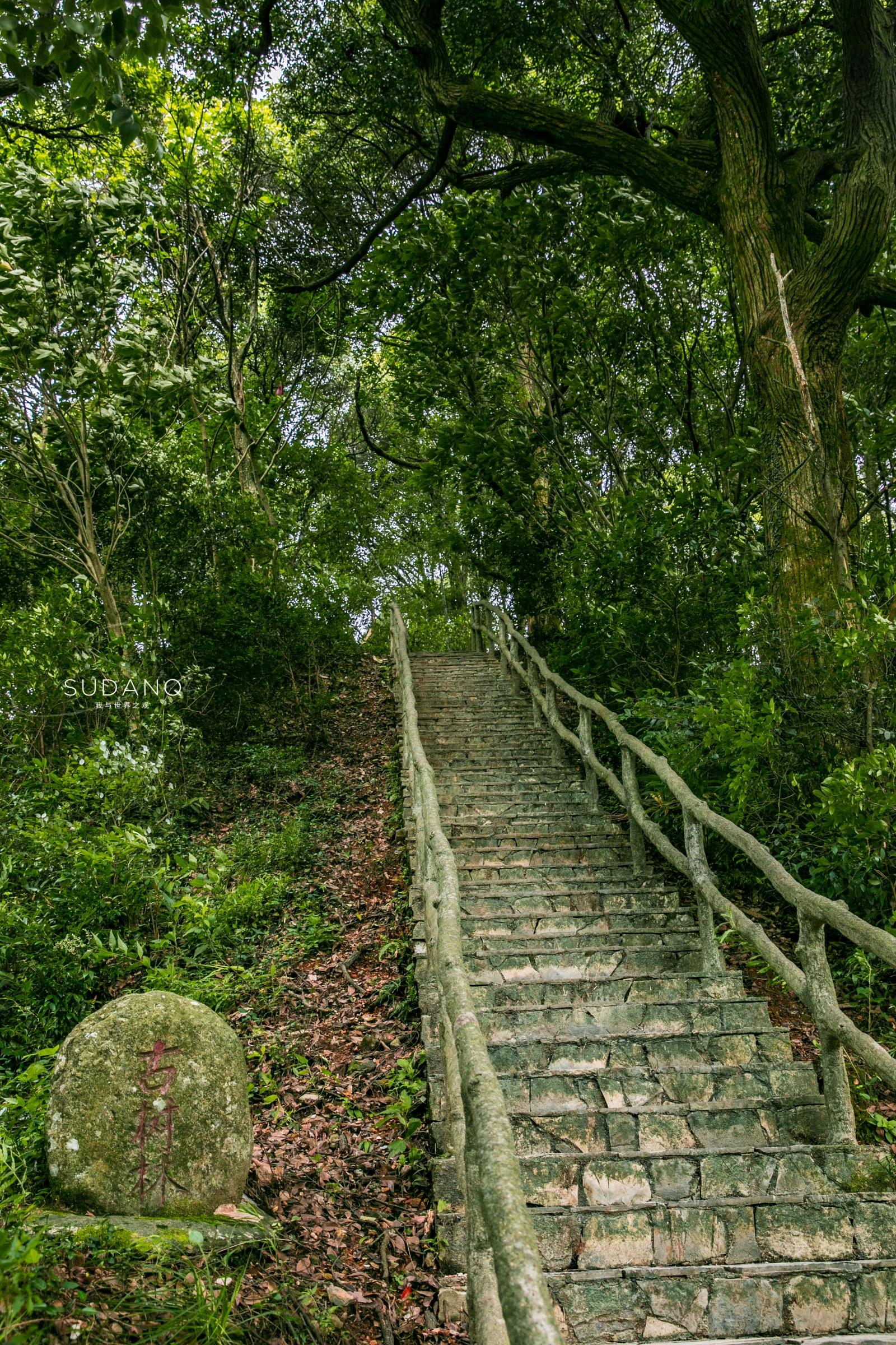 安徽野生富硒茶(安徽富硒野茶多少钱一斤)-硒宝网