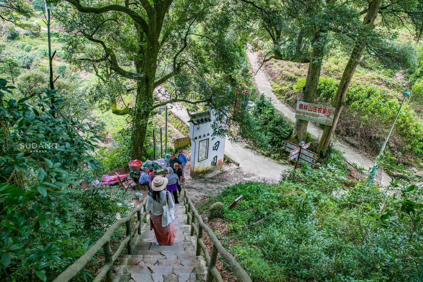 安徽野生富硒茶(安徽富硒野茶多少钱一斤)-硒宝网