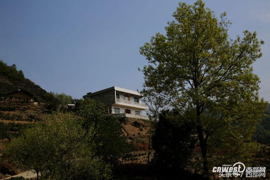 紫阳富硒茶小包(紫阳富硒茶多少钱一斤)-硒宝网