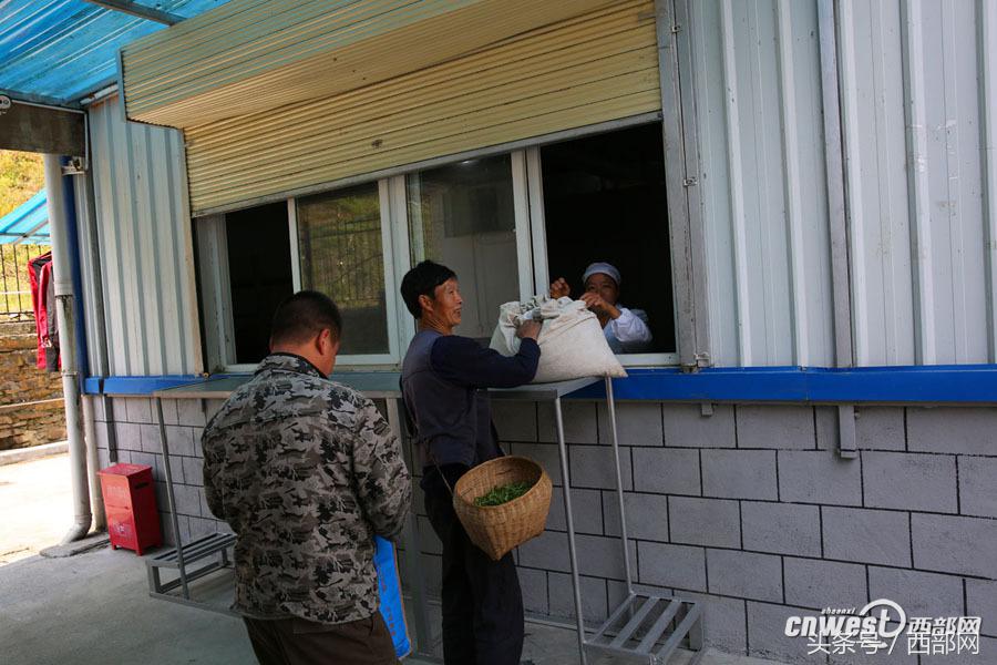 紫阳富硒茶小包(紫阳富硒茶多少钱一斤)-硒宝网