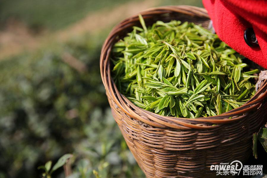 紫阳富硒茶小包(紫阳富硒茶多少钱一斤)-硒宝网