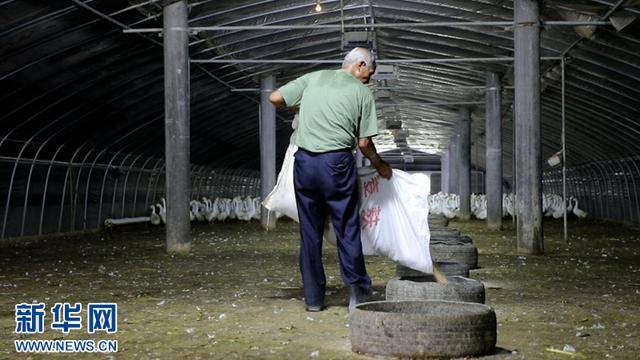 富硒茶在线农?。ǜ晃柙谙吲┏。?硒宝网