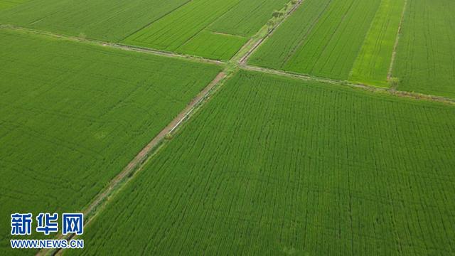 富硒茶在线农场（富硒茶在线农?。?硒宝网