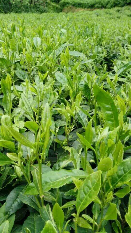 盛产富硒茶英语（产茶的英语）-硒宝网