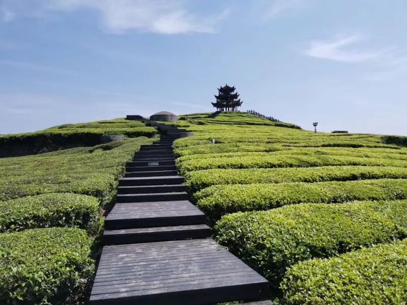 恩施富硒茶地标(茶道印象恩施富硒茶)-硒宝网