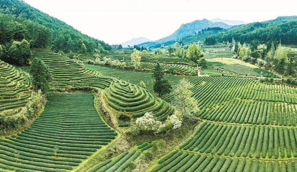 紫阳富硒茶笔记（紫阳茶富硒饮品价格）-硒宝网