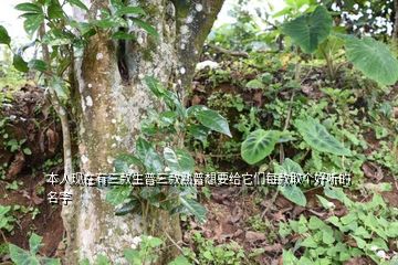 施恩富硒茶云雾（云雾茶功效）-硒宝网