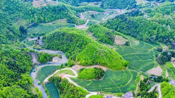 数说富硒茶发展(富硒茶市场分析)-硒宝网