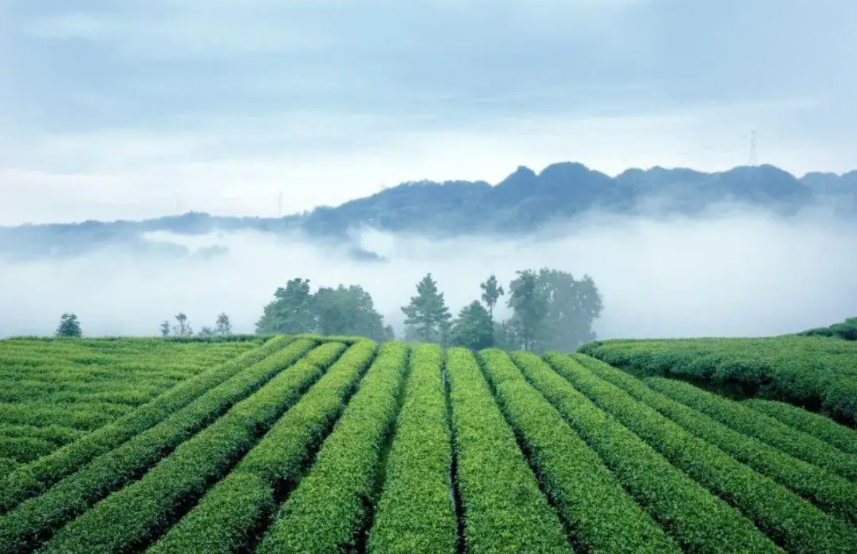 数说富硒茶发展(富硒茶市场分析)-硒宝网