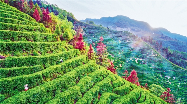 紫阳手工富硒茶(紫阳富硒茶多少钱一斤)-硒宝网