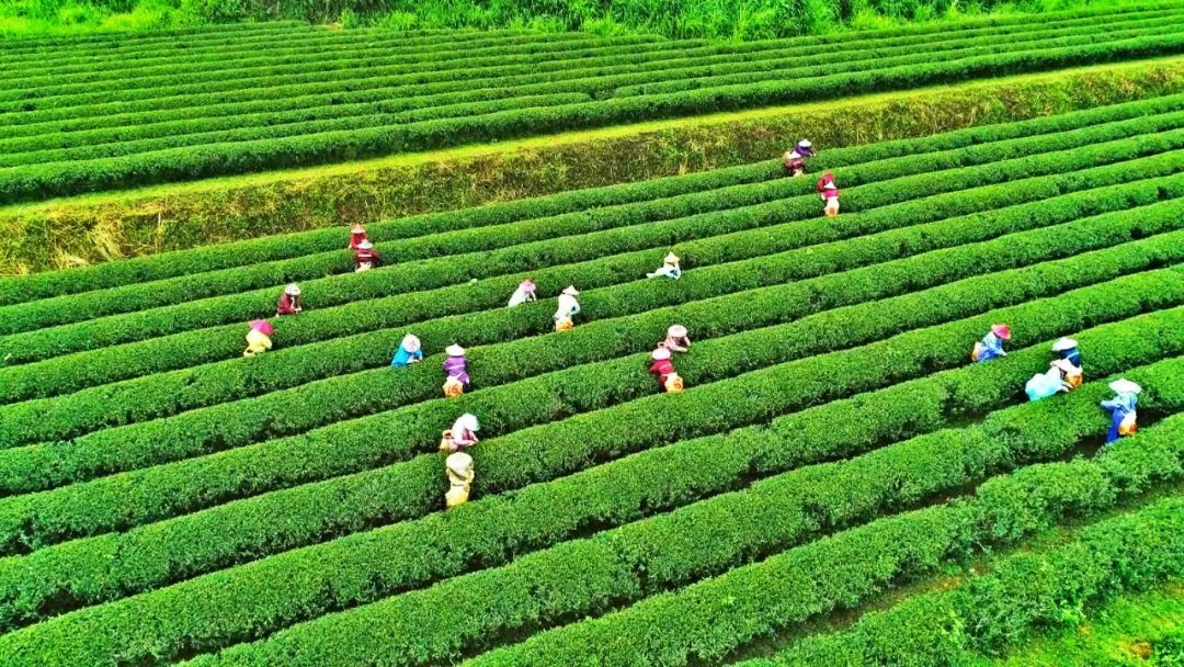 恩施毛峰富硒茶(恩施富硒新茶)-硒宝网