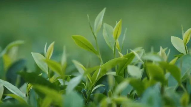 恩施毛峰富硒茶(恩施富硒新茶)-硒宝网