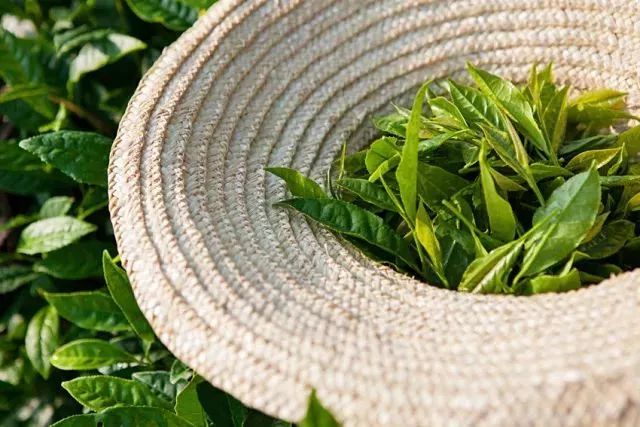 恩施毛峰富硒茶(恩施富硒新茶)-硒宝网