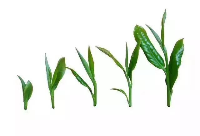 恩施毛峰富硒茶(恩施富硒新茶)-硒宝网