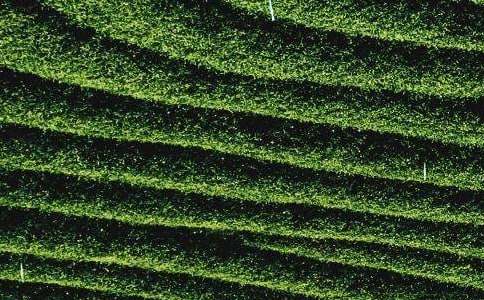 武汉富硒茶公司(武汉恩施富硒茶)-硒宝网