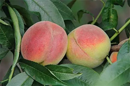 恩施富硒茶困境(恩施富硒茶绿茶)-硒宝网