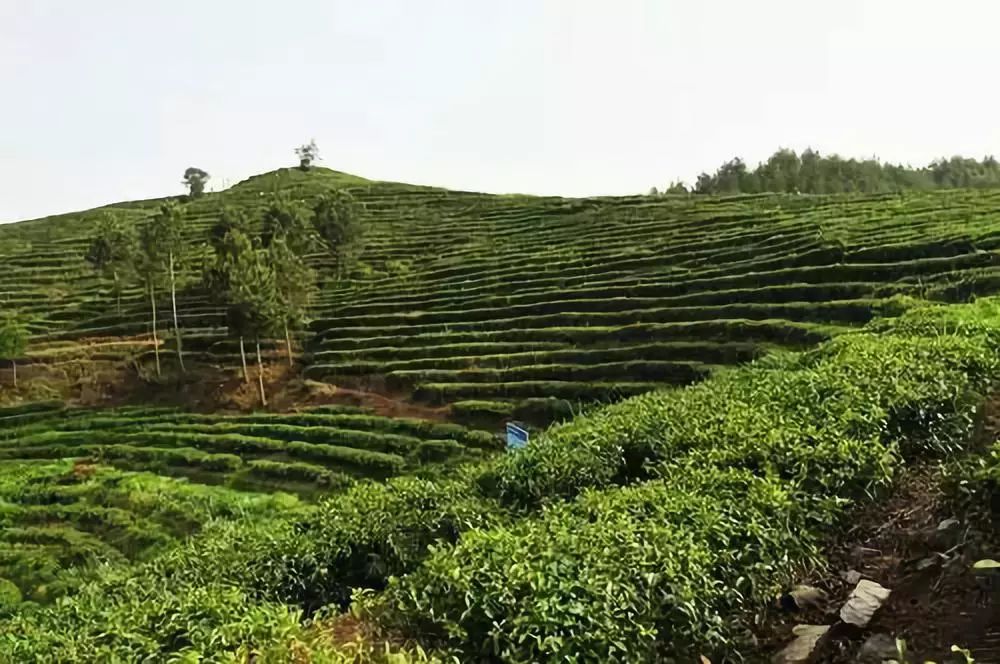 恩施富硒茶困境(恩施富硒茶绿茶)-硒宝网