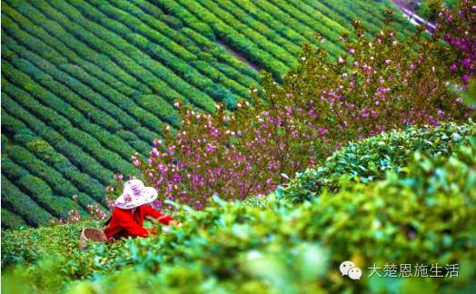 恩施茶叶富硒茶(恩施富硒茶叶多少钱一斤)-硒宝网