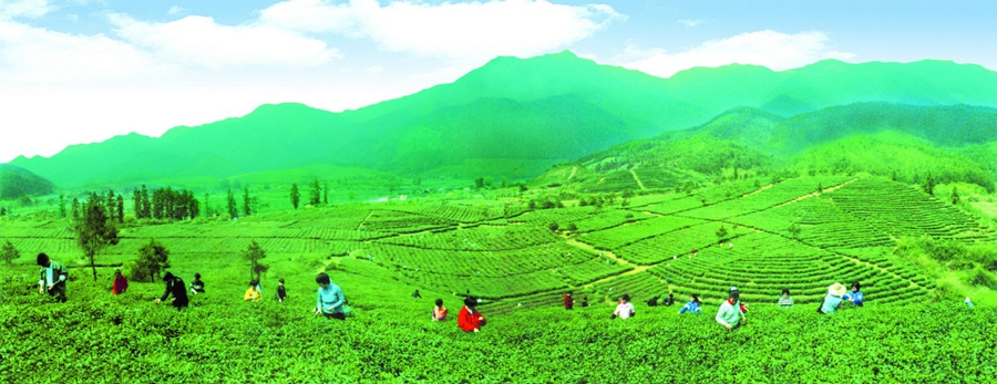 江津富硒茶价格(江津富硒茶叶)-硒宝网