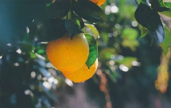 富硒茶啤酒真假(富硒茶啤酒吧)-硒宝网