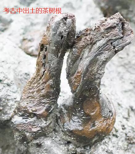 安徽富硒茶玉露(恩施玉露茶和富硒茶一样吗)-硒宝网