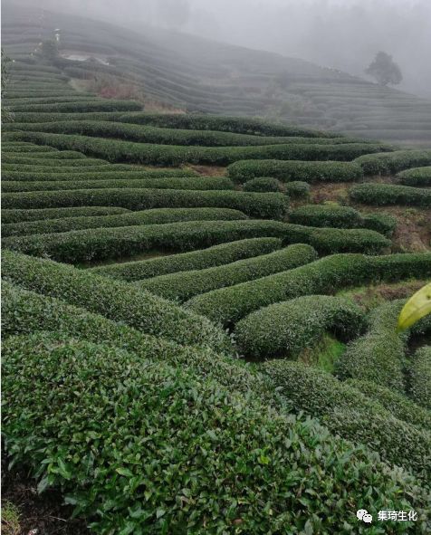 福建富硒茶产业(富硒茶之乡)-硒宝网