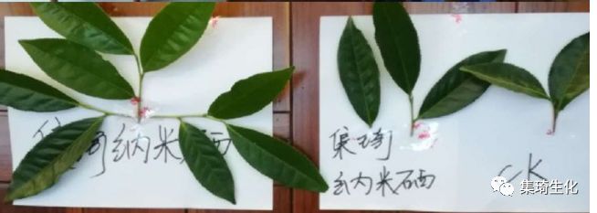 福建富硒茶产业(富硒茶之乡)-硒宝网