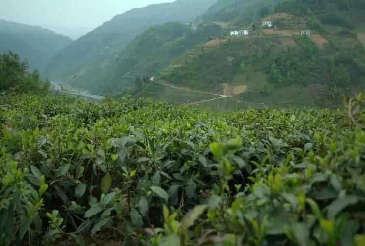 陕西富硒紫阳茶（紫阳富硒茶文化）-硒宝网