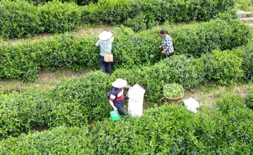 紫阳富硒茶小包(紫阳富硒茶视频)-硒宝网