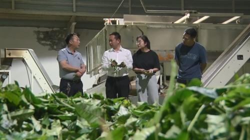 紫阳富硒茶小包(紫阳富硒茶视频)-硒宝网