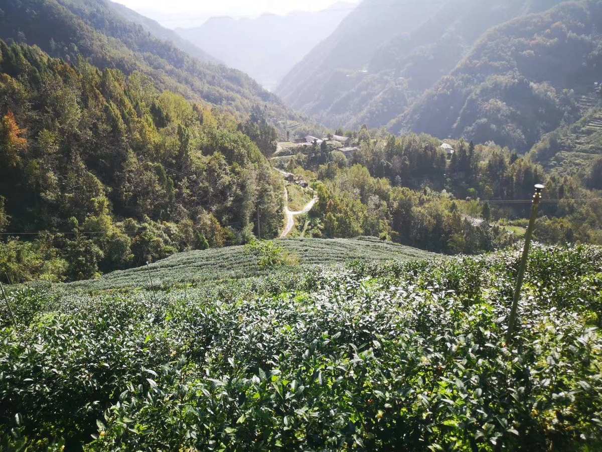 数说富硒茶发展(富硒茶文化)-硒宝网