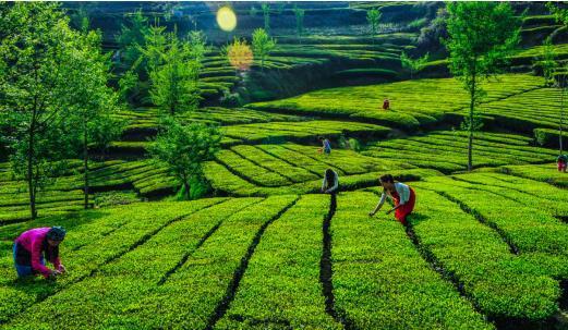 潮州富硒有机茶（富硒茶庄）-硒宝网
