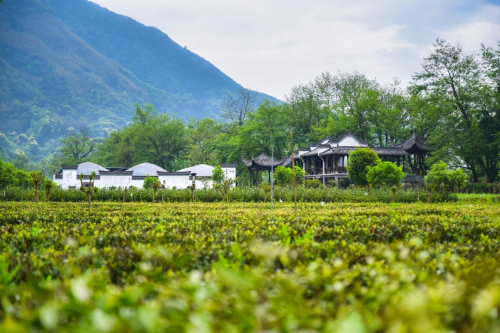 江淮石台富硒茶（安徽石台富硒茶）-硒宝网