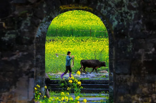 江淮石台富硒茶（安徽石台富硒茶）-硒宝网