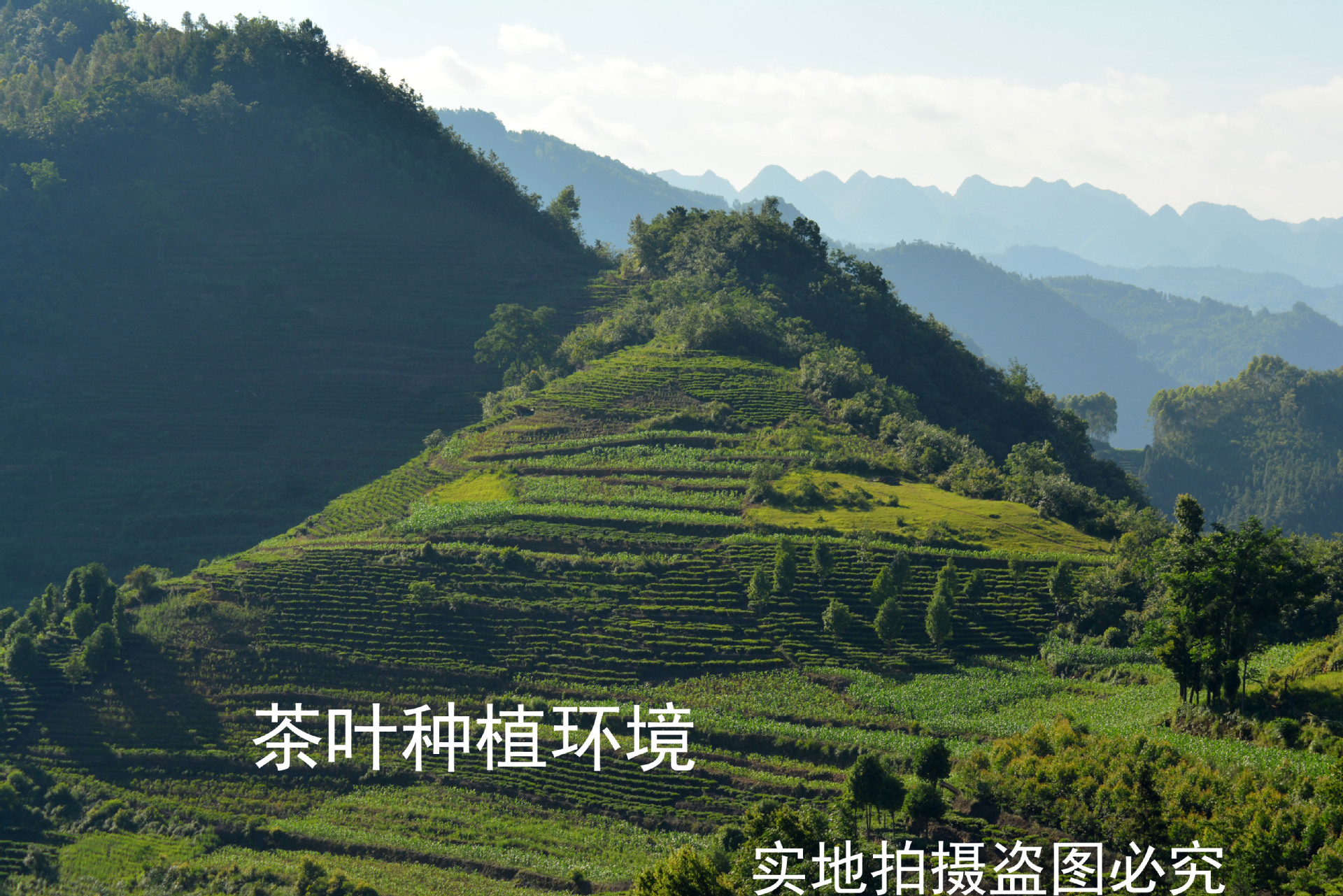 富硒有机茶红茶（红茶茶机富硒有什么用）-硒宝网