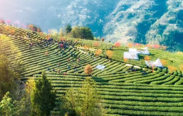 紫阳富硒茶产值（紫阳富硒茶的竞争对手）-硒宝网