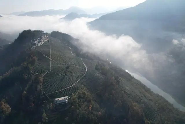 紫阳富硒茶产值（紫阳富硒茶的竞争对手）-硒宝网