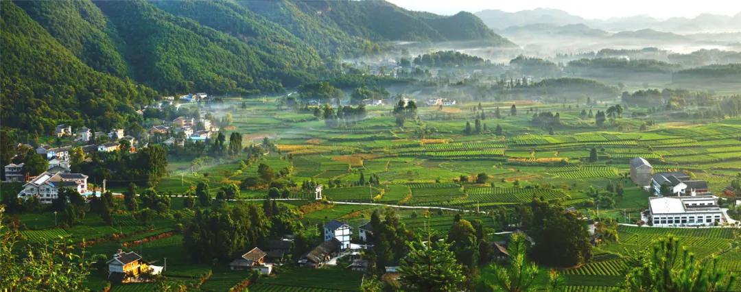 风冈富硒富锌茶(凤冈富锌富硒茶)-硒宝网