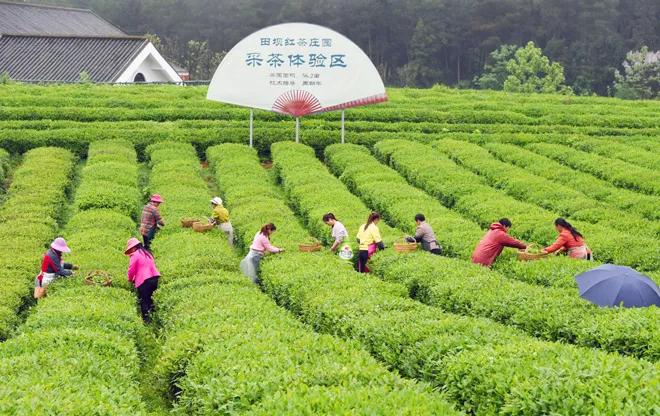 风冈富硒富锌茶(凤冈富锌富硒茶)-硒宝网