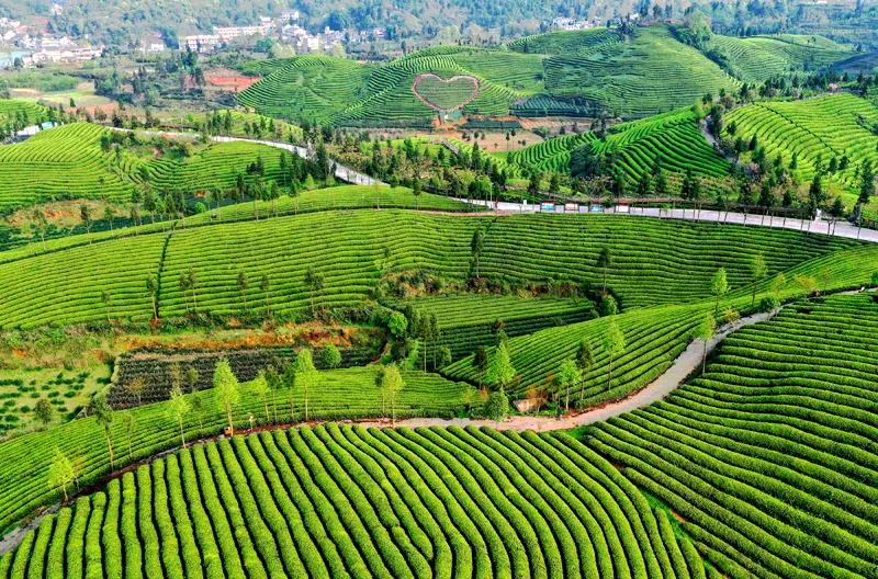 风冈富硒富锌茶(凤冈富锌富硒茶)-硒宝网