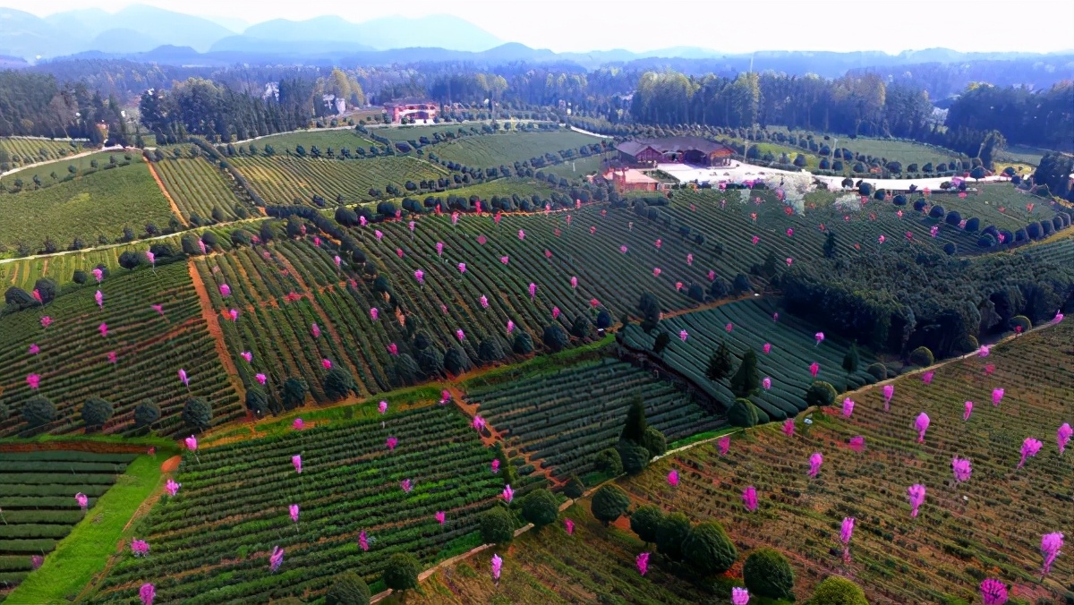 风冈富硒富锌茶(凤冈富锌富硒茶)-硒宝网
