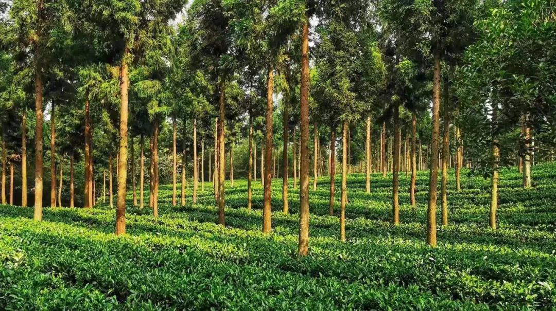 风冈富硒富锌茶(凤冈富锌富硒茶)-硒宝网