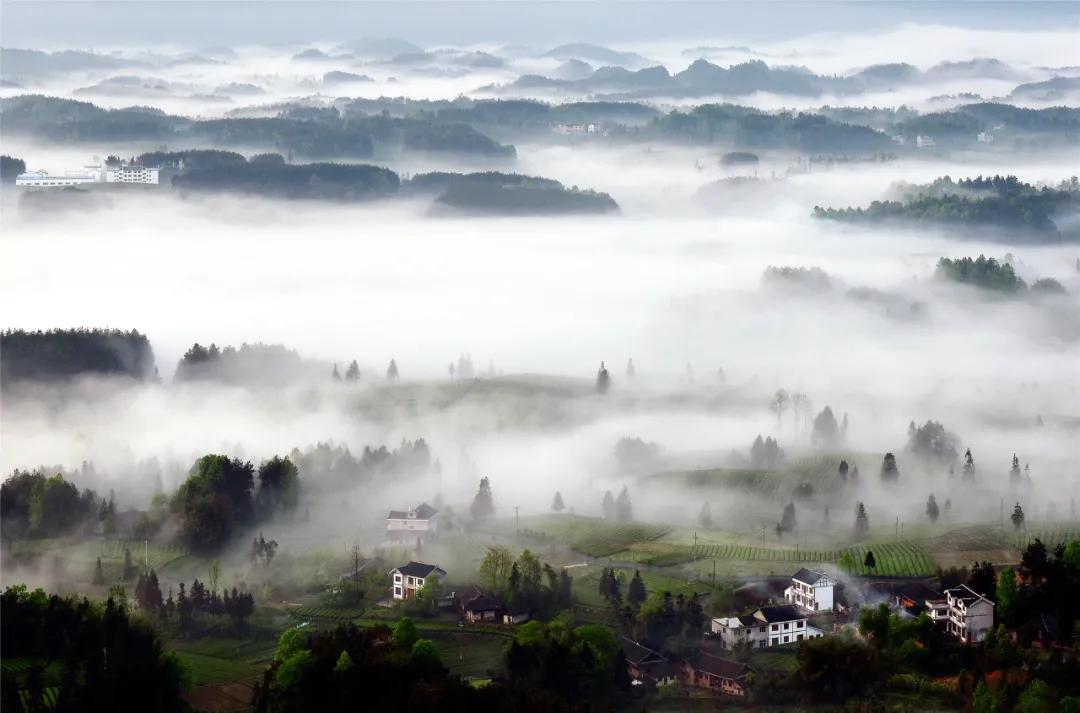 风冈富硒富锌茶(凤冈富锌富硒茶)-硒宝网