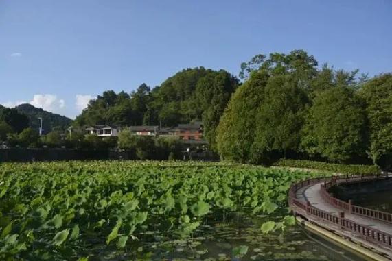 开阳富硒茶标准(开阳富硒茶多少钱一斤)-硒宝网