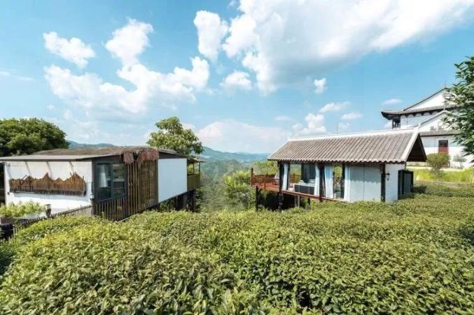 开阳富硒茶标准(开阳富硒茶多少钱一斤)-硒宝网